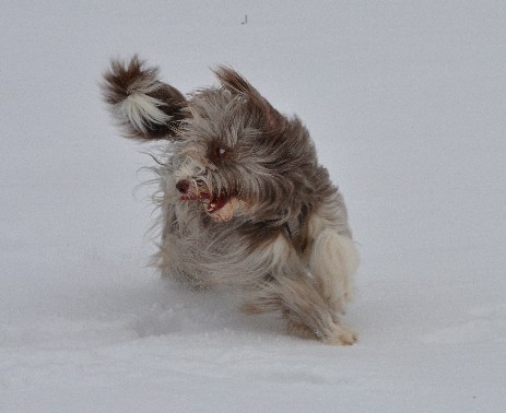 Poppy im Dezember 2017