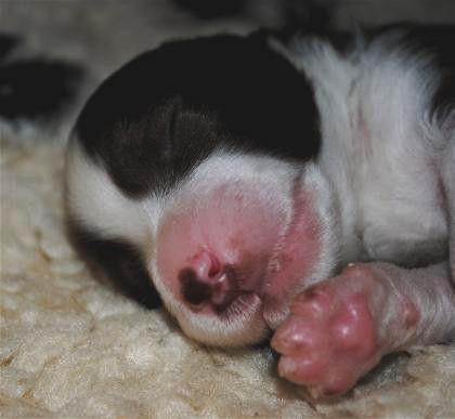 Broken Silence vom Worblinger Hard - Amy