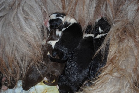 C-Wurf vom Worblinger Hard