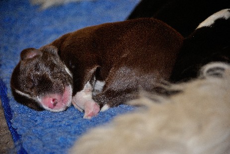 Emotionally Brown Pipp vom Worblinger Hard - Pippa