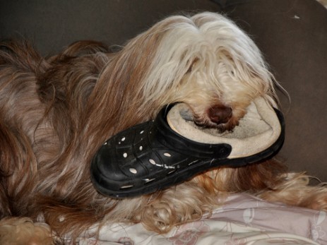 Devilish Angels Elesta Brown Star in der Geburtsvorbereitung