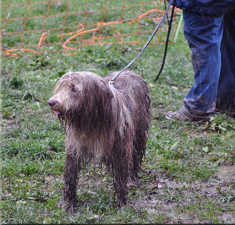 auch so kann ein Beardie aussehen