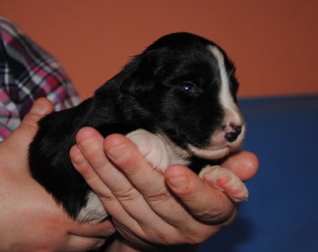 Desert Rose vom Worblinger Hard - Kimba