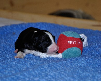 Entertaining Black Suzi vom Worblinger Hard - Kessy