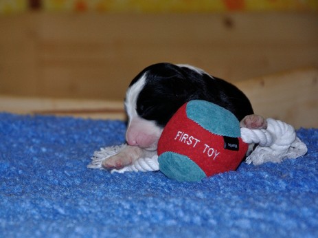 Engaging Black Lisa vom Worblinger Hard