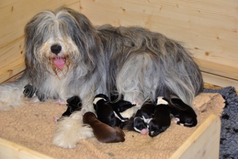 Ida mit dem E-Wurf nach der Geburt