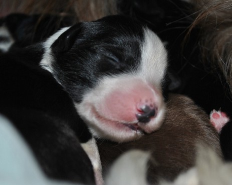 Cesira vom Worblinger Hard