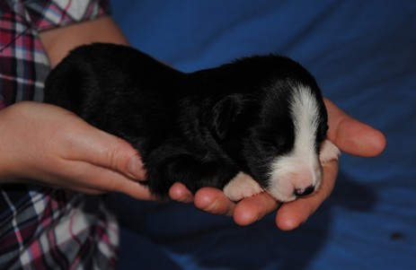 Dirty Dancer vom Worblinger Hard - DJ