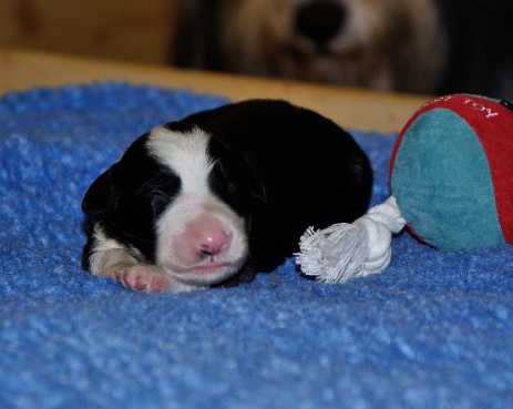 Ernest-Ole vom Worblinger Hard