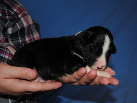 Drummer Boy vom Worblinger Hard - Elias