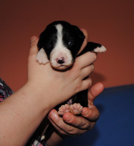 Dizzy vom Worblinger Hard