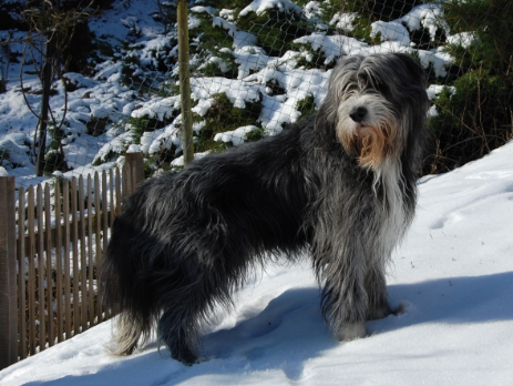 A'Brambledale Black Bob - Wolfie