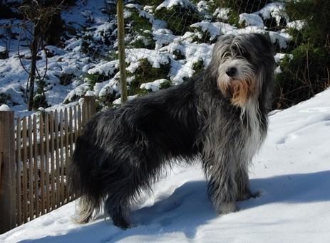 A'Brambledale Black Bob - Wolfie