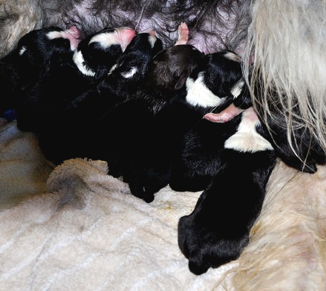 E-Wurf vom Worblinger Hard