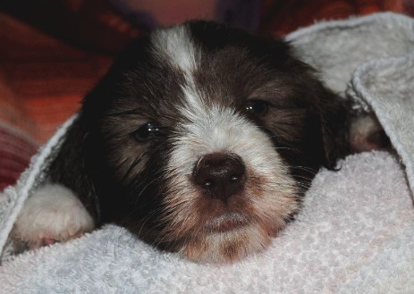 Blessed Starlight vom Worblinger Hard - Pebbles